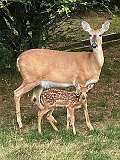 1: IMG_2506 Doe and Fawn - July 2024